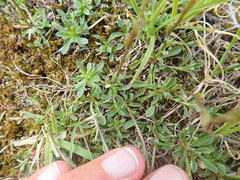 Antennaria monocephala
