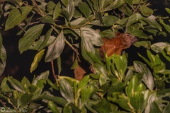 Dendrolagus bennettianus