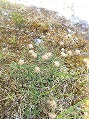 Antennaria monocephala