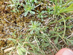 Antennaria monocephala