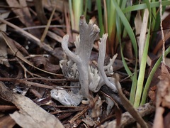 Clavulina tasmanica