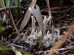 Clavulina tasmanica