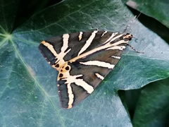 Euplagia quadripunctaria