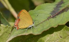 Heliophorus indicus
