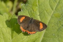 Heliophorus indicus