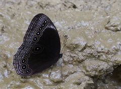Ethope himachala