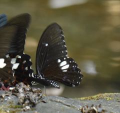 Papilio castor