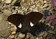 Papilio castor