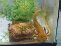 Ambystoma mexicanum