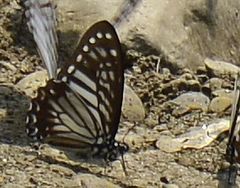Graphium macareus