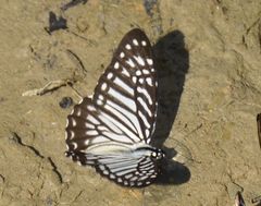 Graphium macareus