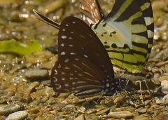 Graphium megarus