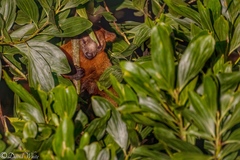 Dendrolagus bennettianus