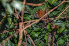 Dendrolagus bennettianus