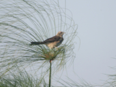 Turdoides hartlaubii