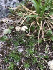 Antennaria monocephala