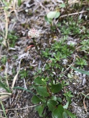 Antennaria monocephala