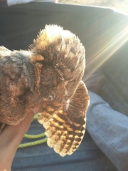 Antrostomus arizonae