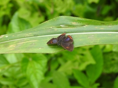 Heliophorini