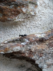 Camponotus vagus