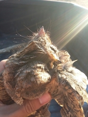 Antrostomus arizonae