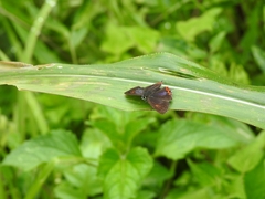 Heliophorini