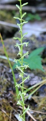 Piperia