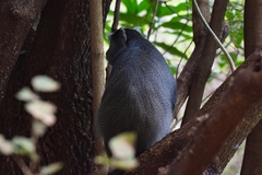 Cercopithecus mitis manyaraensis