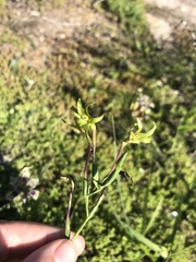 Freesia viridis viridis