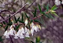 Styphelia setigera