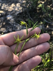 Freesia viridis viridis