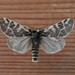 Sordid Tiger Moth - Photo (c) sydcannings, some rights reserved (CC BY-NC), uploaded by sydcannings
