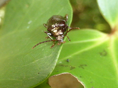 Tanychilus