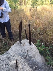 Podaxis beringamensis