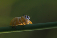 Salticidae