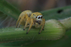 Salticidae