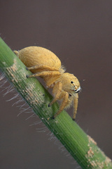 Salticidae