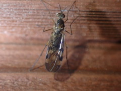 Sylvicola undulatus