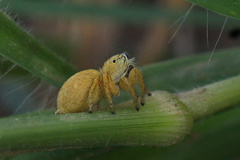 Salticidae