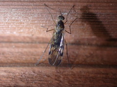 Sylvicola undulatus