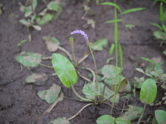 Aponogeton bruggenii