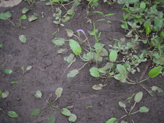 Aponogeton bruggenii
