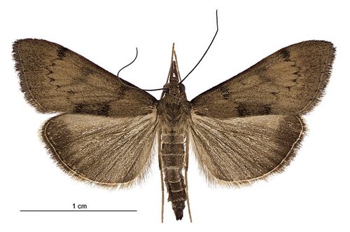 Kōwhai moth photo 4