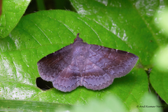 Hypospila bolinoides