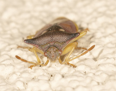 Hiarchas angularis
