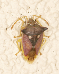 Hiarchas angularis