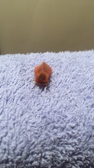 Phragmatobia fuliginosa