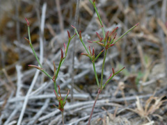 Limonium echioides