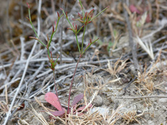 Limonium echioides