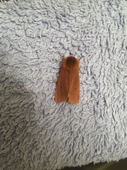 Phragmatobia fuliginosa